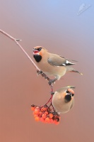 Brkoslav severni - Bombycilla garrulus - Bohemian Waxwing 9387